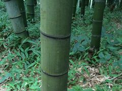 -江南天池