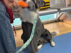 -天使宠物医院·犬猫分诊(彩虹店)