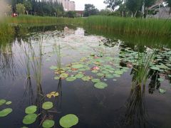 -武清南湖绿博园