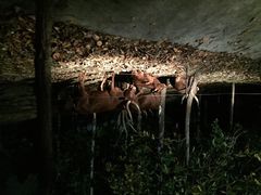 iphone_upload_pic-清迈夜间动物园