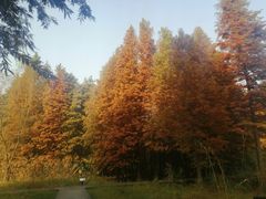 -溱湖国家湿地公园