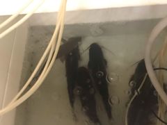 -小小河边鱼(天润城店)