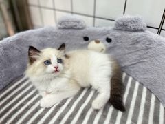 -1013 PET SHOP精品宠物商店(丁香店)