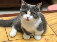 -袖虎·猫馆(体育西路店)