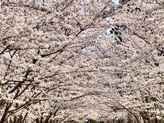 -高东镇樱花园