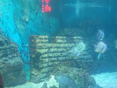 -烟台海昌鲸鲨海洋公园