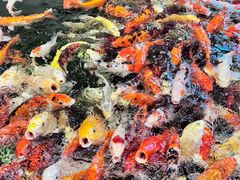 -龙悦湾酒家·八阵鱼生·渔人码头店