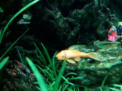 -太平洋海底世界