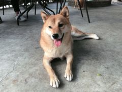 -柴犬高等学院·狗咖·柴犬售卖·宠物训练