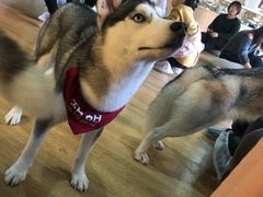 -Husky Go! 哈士奇体验馆·宠物咖啡厅狗咖