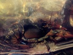 -蟹之国·精品蟹料理(极地店)