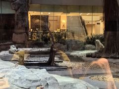 -白虎自助餐厅·真老虎·景观自助餐厅(广州长隆酒店)