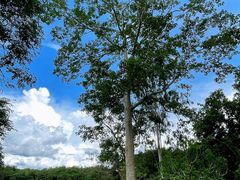 -中国科学院西双版纳热带植物园