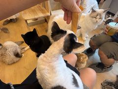 -有喵·猫咖·狗咖·30几只猫10只小狗(岗厦店)