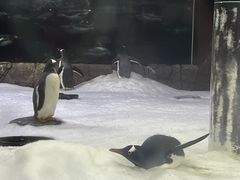 -悉尼海洋生物水族馆