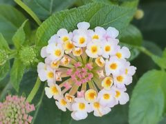 -巴倒烫陆派火锅山庄(南山总店)