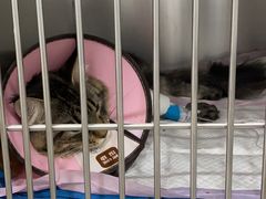 -乐嘟嘟宠物医院