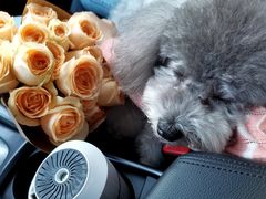 -宠颐生猫科·内科皮肤科(西平世纪城店)