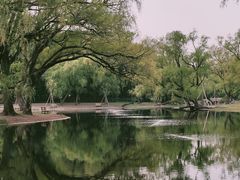 -上海共青森林公园