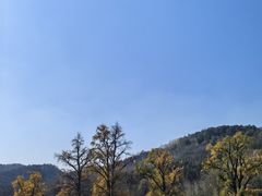 -千年银杏谷文化旅游区