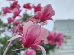 -上海市东方医院(总院)