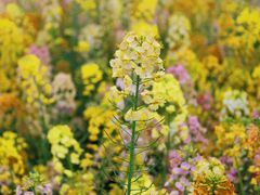 -中国天府农业博览园