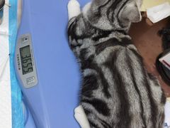 -美联众合动物医院(·中兽医·疑难杂症·严家桥分院)