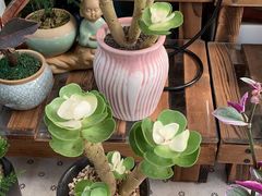 -秦美花卉(天朗·莱茵小城2期店)