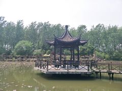 -合肥滨湖国家森林公园