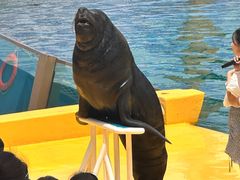 -秦皇岛乐岛海洋王国