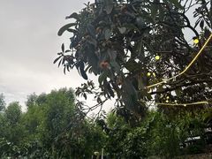 -桃源山庄·水蜜桃采摘·柴火鸡·烧烤团建(龙泉山店)