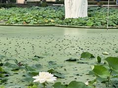 -谷咖啡·鲜花绿植花园餐厅