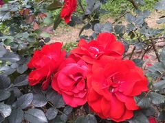 -人民公园(罗湖区)