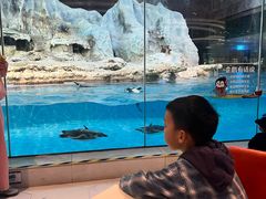 -帝企鹅自助餐厅•儿童岛•真企鹅(长隆企鹅酒店)