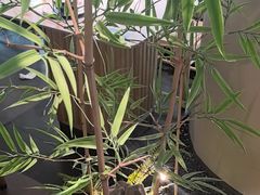 -绿茶餐厅(淮安吾悦广场店)