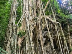 -中国科学院西双版纳热带植物园