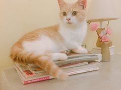-猫色咖啡·猫咖