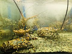 龙虾-Isla Sugbu Seafood City