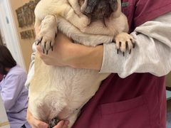 -瑞派康怡24h宠物医院·犬猫医疗中心·微创绝育(瑞景分院)
