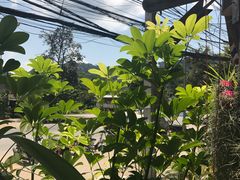 -Jungle Kitchen
