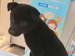 -贝康宠物医院·犬猫全科·小动物特色诊疗中心(东环路店)