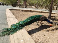 -新疆天山野生动物园