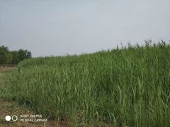 -西青郊野公园