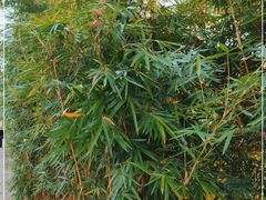 -眉山湿地公园(东坡区)