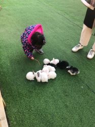 点击看大图 -萌宠亲子动物乐园(槐房万达店)