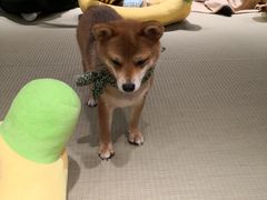 -逗柴咖啡屋·狗咖猫咖宠物桌游