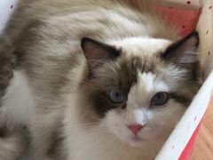 -猫和宫(六道口店)