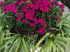 -广州市流溪河国家森林公园