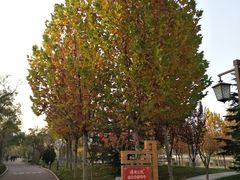 -雁滩公园