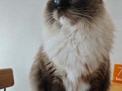 -猫小主咖啡·猫咖cat cafe(福田店)